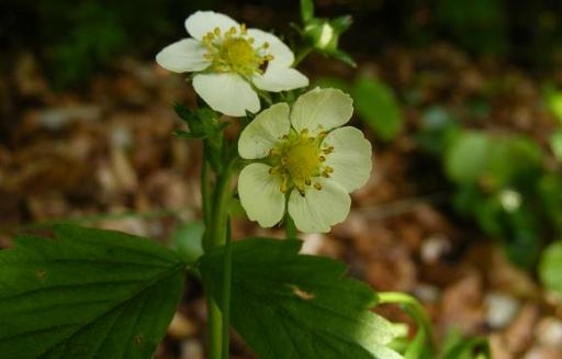 Plante cu actiune diuretica